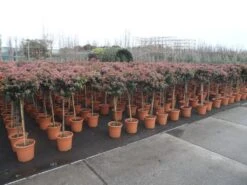 Sneeuwbal Op Stam (Viburnum Tinus 'Eve Price') -AOS Hoera Winkel viburnum tinus op stam 2
