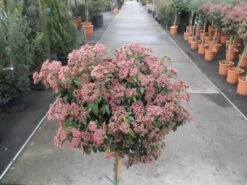 Sneeuwbal Op Stam (Viburnum Tinus 'Eve Price') -AOS Hoera Winkel viburnum tinus op stam 3