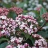 Sneeuwbal (Viburnum Tinus 'Spirit')