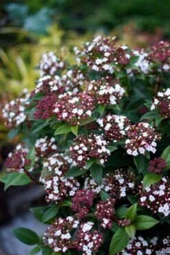 Sneeuwbal (Viburnum Tinus 'Spirit') -AOS Hoera Winkel viburnum tinus spirit 01