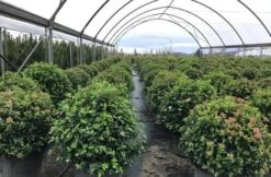 Sneeuwbal Als Bolvorm (Viburnum Tinus 'Eve Price') -AOS Hoera Winkel viburnumtinuseveprice