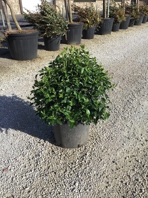 Sneeuwbal Als Bolvorm (Viburnum Tinus 'Spirit') 1 Sneeuwbal Als Bolvorm (Viburnum Tinus 'Spirit')