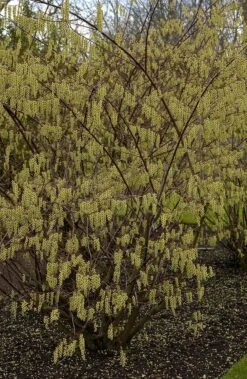 Staartaar (Stachyurus Praecox) -AOS Hoera Winkel vima04862 1