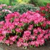 Dwergrhododendron (Rhododendron 'Morgenrot')