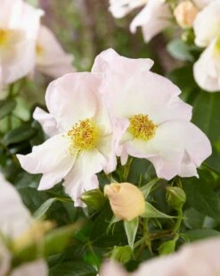 Nieuwe uitgaven 20 Roos (Rosa 'Sally Holmes')