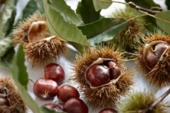 Tamme Kastanje Als Halfstam (Castanea Sativa) 6 Tamme Kastanje Als Halfstam (Castanea Sativa) -AOS Hoera Winkel visi121584 1