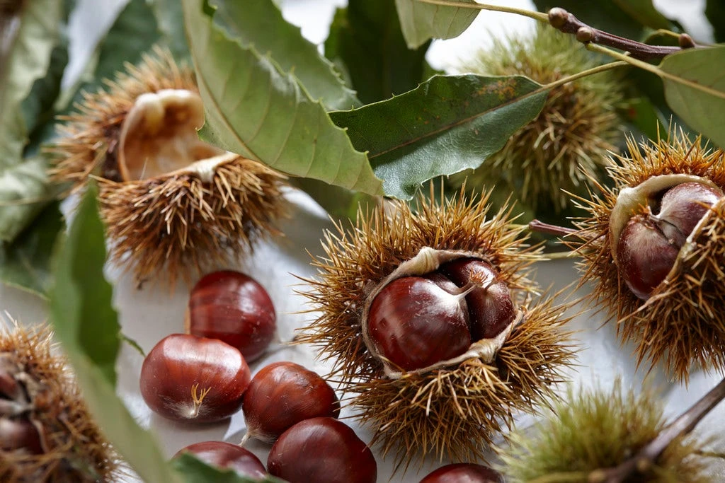 Tamme Kastanje Als Halfstam (Castanea Sativa) 3 Tamme Kastanje Als Halfstam (Castanea Sativa) - Afbeelding 3