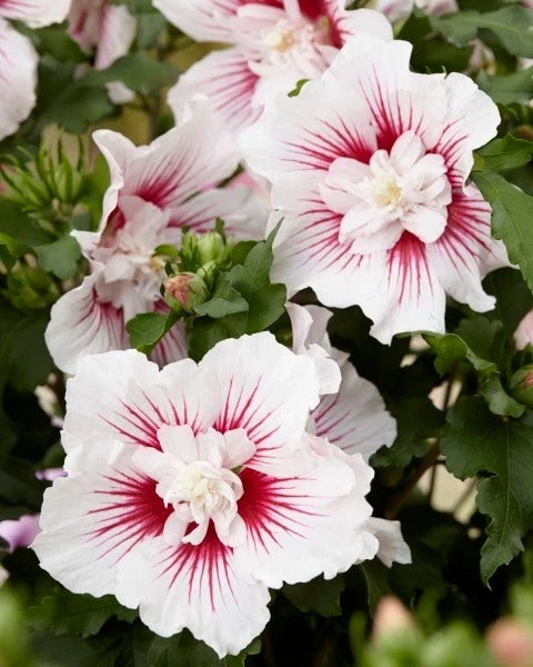 Altheastruik (Hibiscus Syriacus 'Starburst Chiffon') 4 Altheastruik (Hibiscus Syriacus 'Starburst Chiffon') - Afbeelding 4