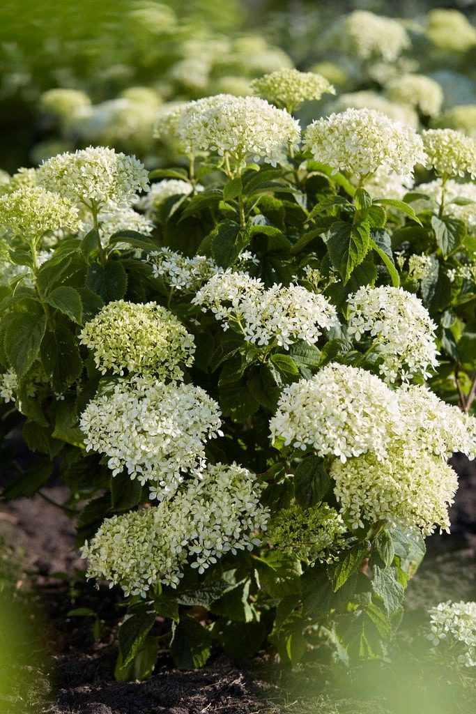 Hortensia (Hydrangea 'BellaRagazza Blanchetta') 2 Hortensia (Hydrangea 'BellaRagazza Blanchetta') - Afbeelding 2
