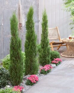 Italiaanse Cypres (Cupressus Sempervirens 'Stricta') 26 Italiaanse Cypres (Cupressus Sempervirens 'Stricta') -AOS Hoera Winkel visi198162 1