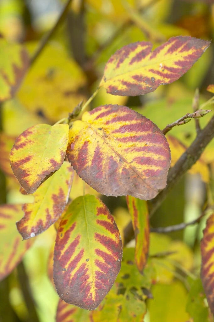 Dwerg Krentenboompje (Amelanchier Spicata) 3 Dwerg Krentenboompje (Amelanchier Spicata) - Afbeelding 3