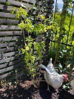 Vlier (Sambucus Nigra) -AOS Hoera Winkel vlier sambucus nigra