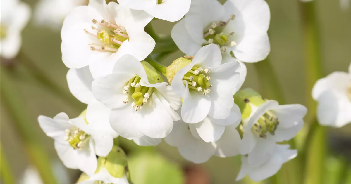 AOS Hoera Winkel -AOS Hoera Winkel Bergenia cordifolia weiss 1200x630 proportionalsmallest